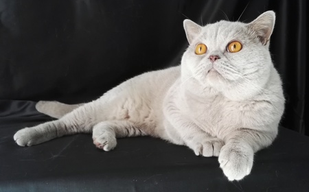 Patopatato