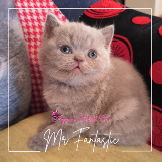 Mr. Fantastic Angela's Bricat