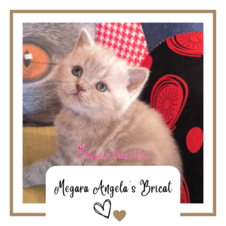 Megara Angela's Bricat